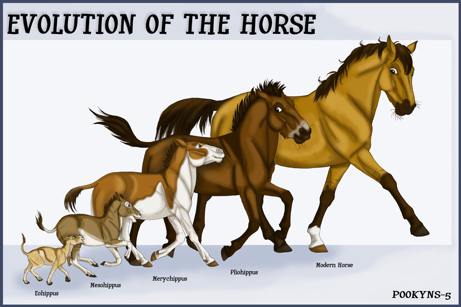 horse_evolution_by_pookyns_5-d4utpxm